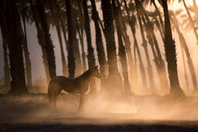 Load image into Gallery viewer, California Gold

