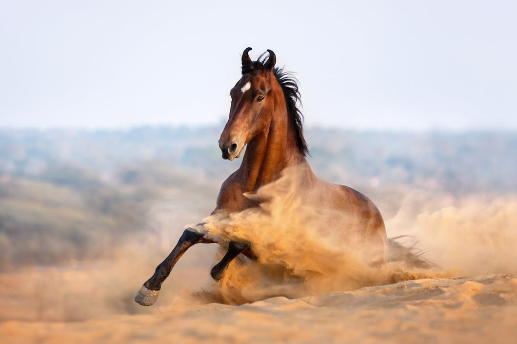 Desert Dancing
