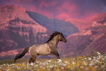 Load image into Gallery viewer, Dreamscape
