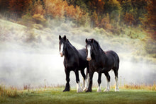 Load image into Gallery viewer, Gentle Giants
