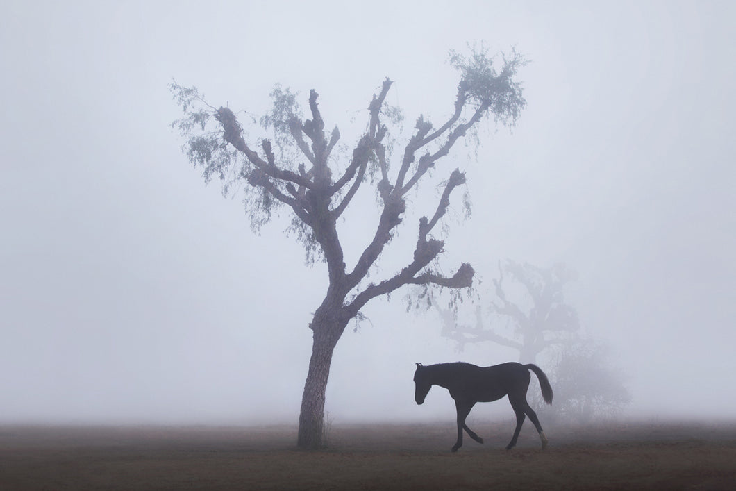 Ghost Horse