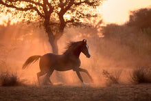 Load image into Gallery viewer, Gold Of India

