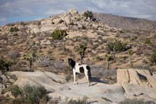 Load image into Gallery viewer, Joshua’s Land
