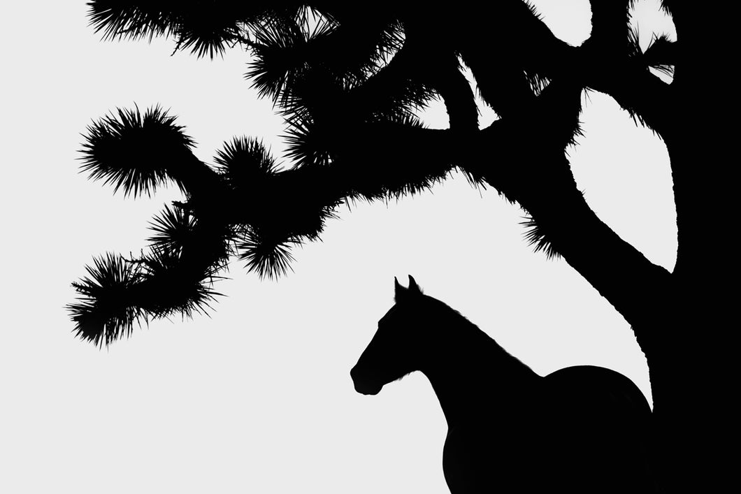 Shapes Of Mojave