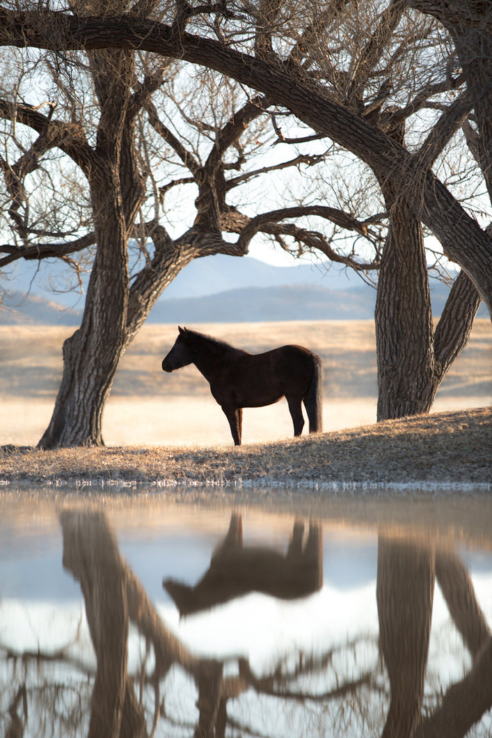 Stillness
