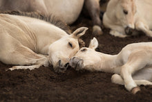 Load image into Gallery viewer, Summer Lullaby
