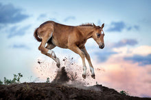 Load image into Gallery viewer, Wild At Heart
